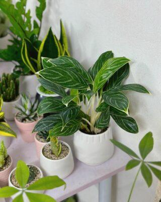 Bạch Mã Hoàng Tử phong thủy hợp gia chủ mệnh Kim